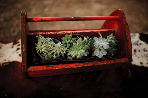 austin wedding photographer - succulants