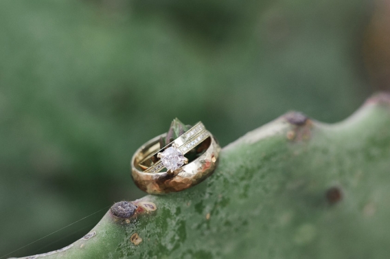 wedding rings on cactus