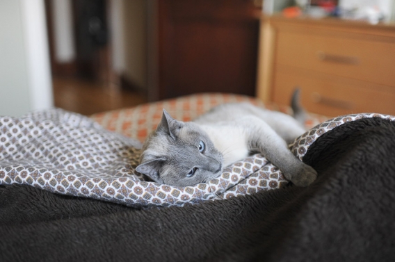 blue-eyed cat