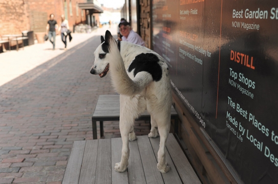 dog swinging its tail