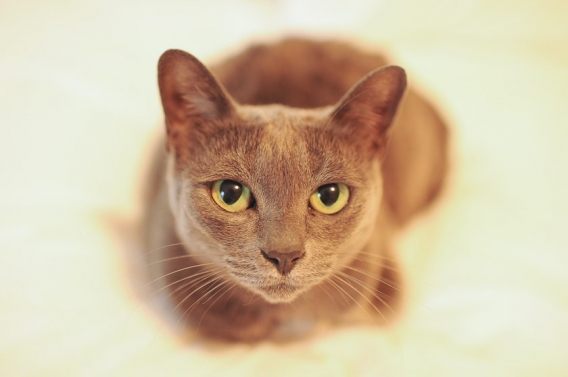 korat cat