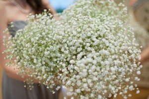 little white flowers or wildflowers