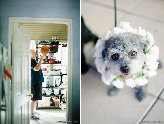 dog or dogs ringbear