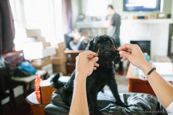 the mustaches of a dog