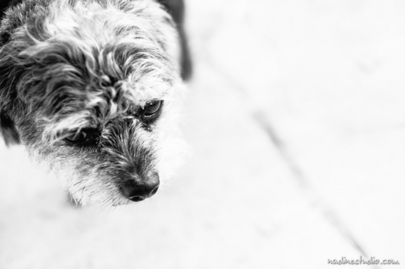 dog during wedding