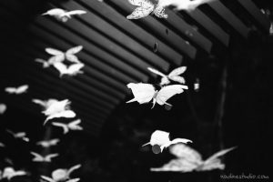 neimam marcus butterfly, neiman marcus butterfly streamers