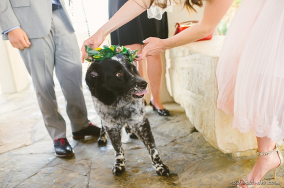 putting flower crown on the dog who is a ring bearer