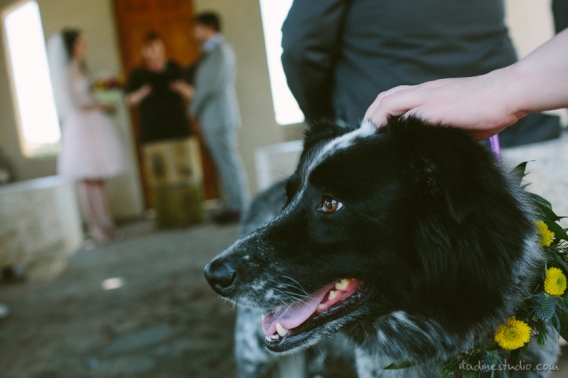 dog with garland dog ring bearer