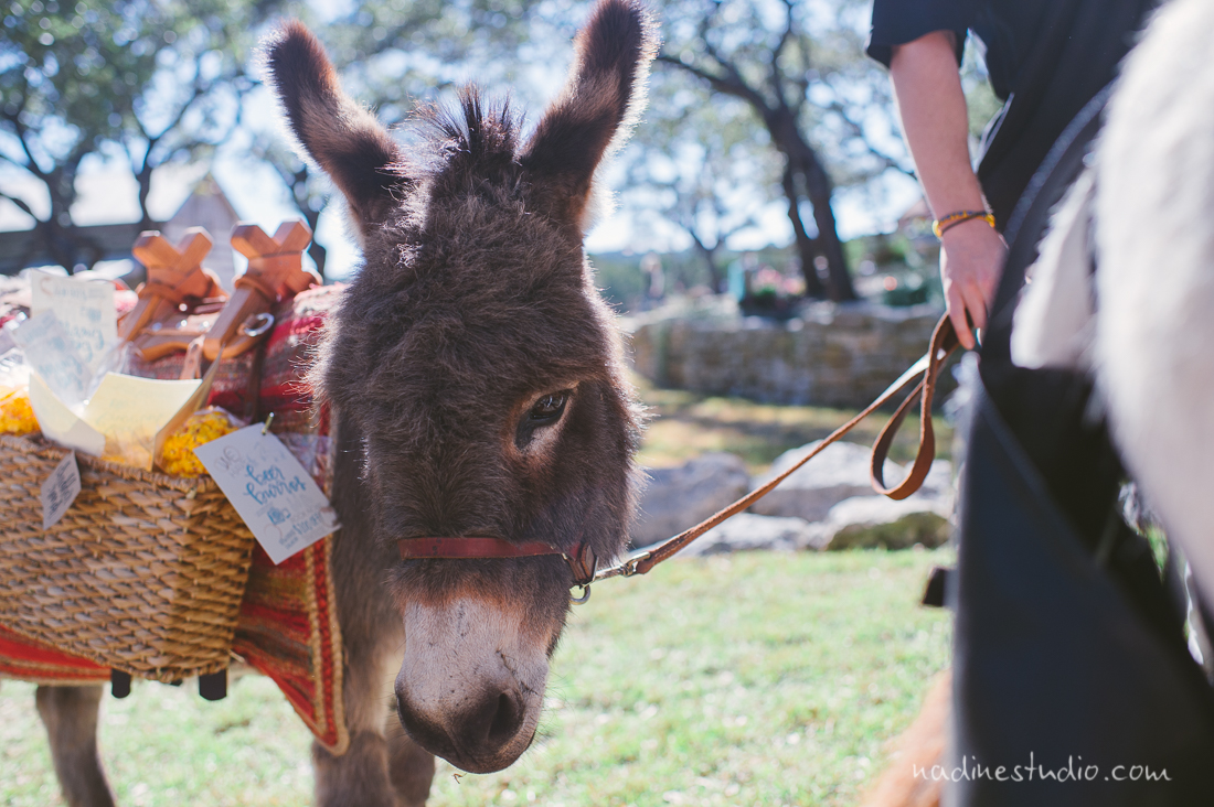 donkey carrying wedding favors