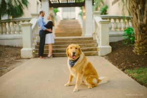 golden retriever dog engagement photographer