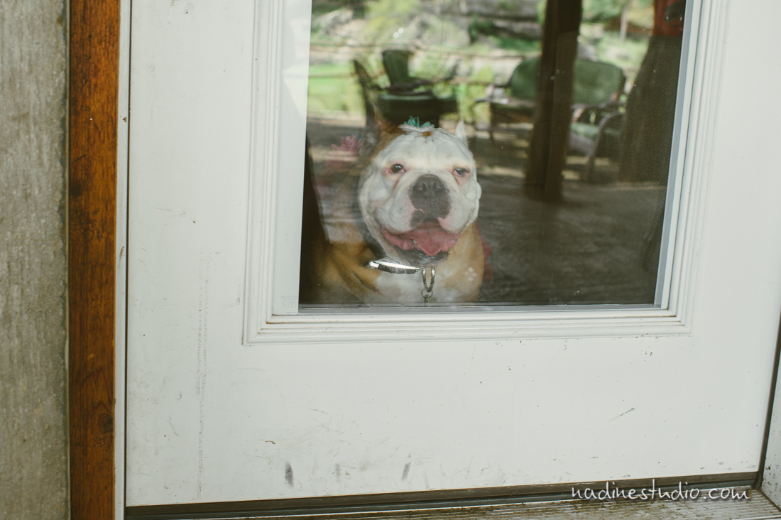 bull dog wanting to be let out